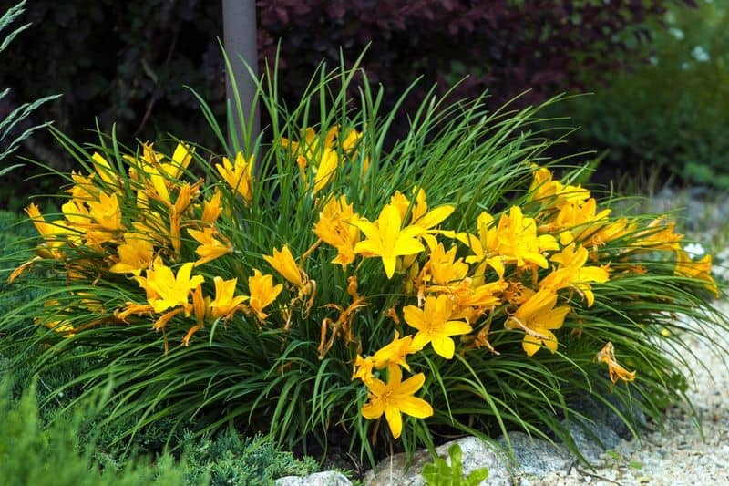 Daylily (Hemerocallis 'Fragrant Returns')