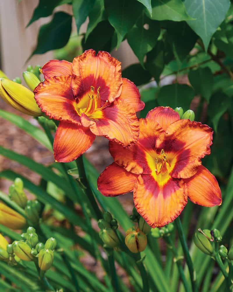 Daylily
