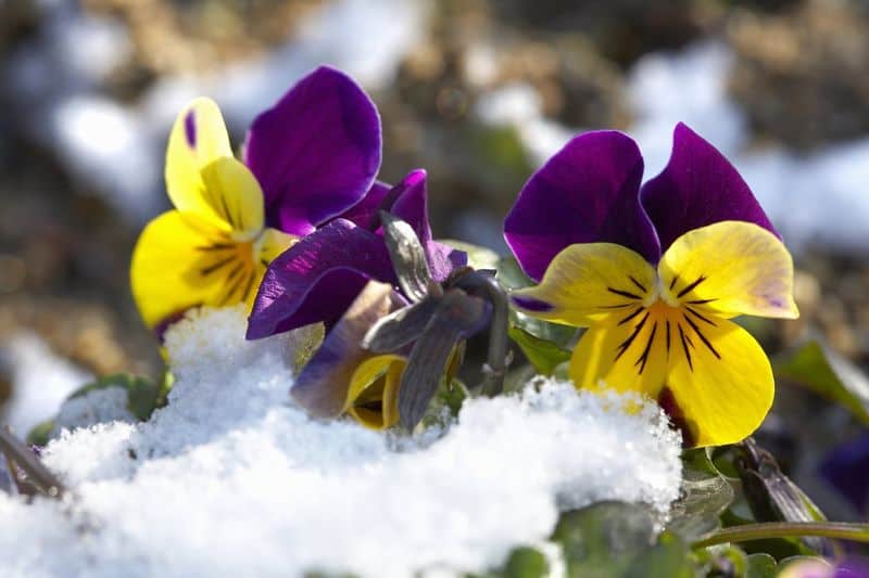 Winter Care