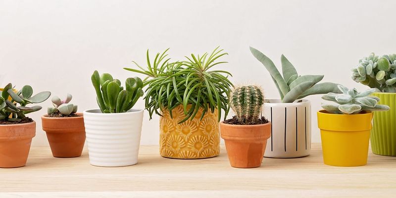 Ceramic Planters for Indoor Plants