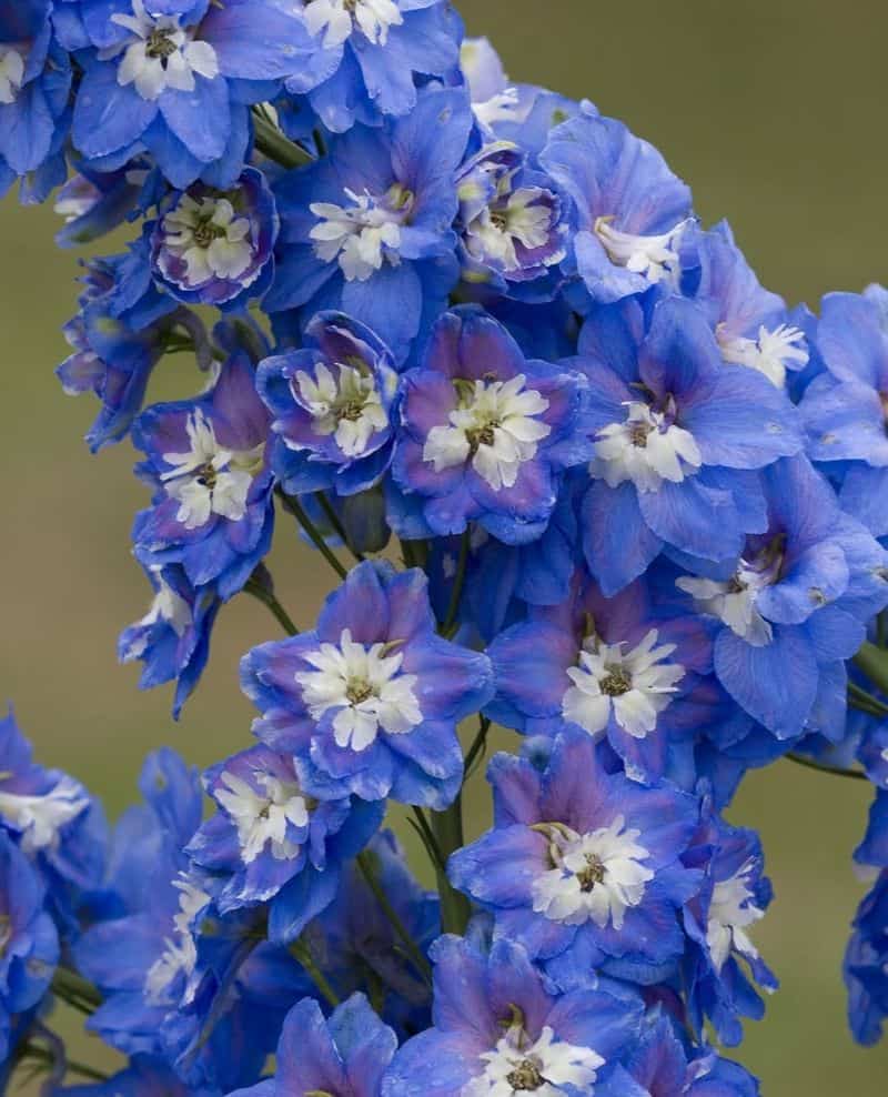 Delphinium 'Million Dollar Sky'