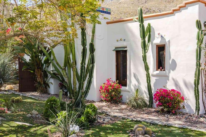 Desert Plants
