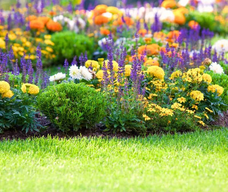 Design Vibrant Flower Beds