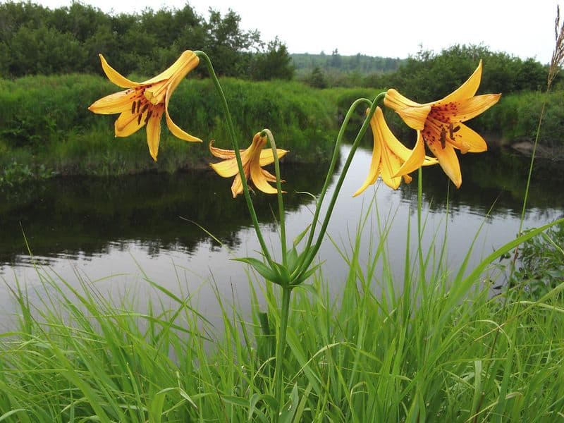 Canada Lily