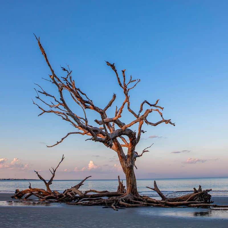 Driftwood Beach, Jekyll Island, Georgia