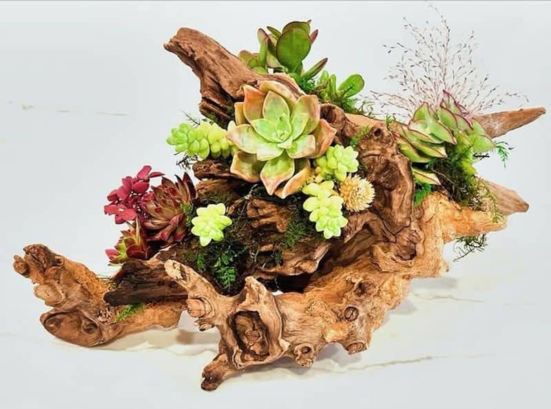 Driftwood Succulent Planter