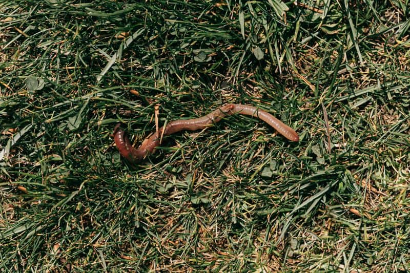 Earthworm Habitat