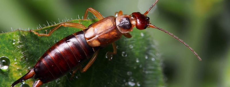 Earwigs