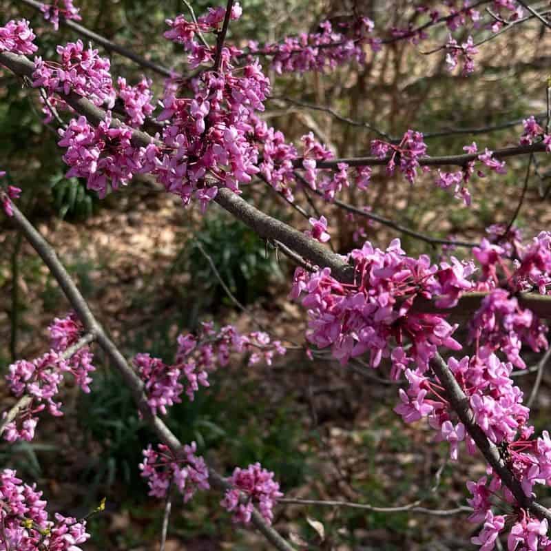 Eastern Redbud (Cercis canadensis)