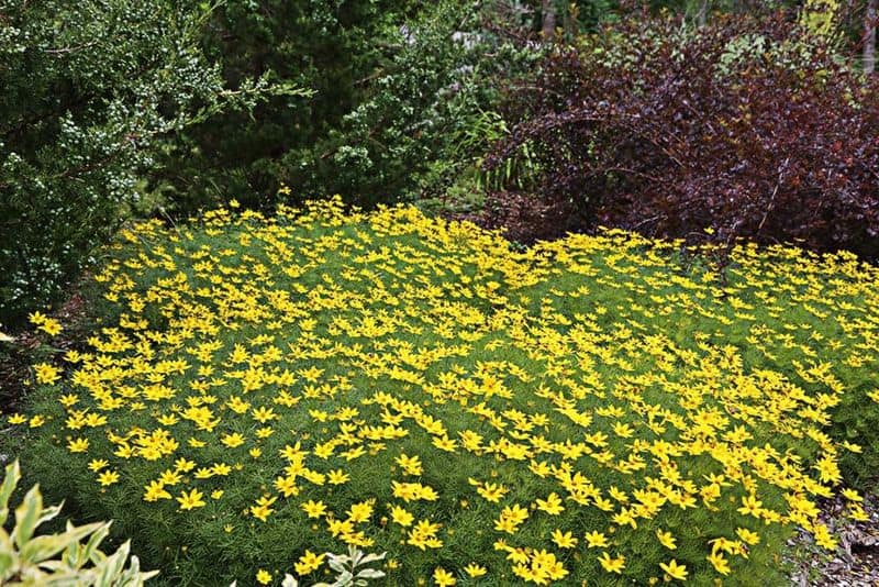 Coreopsis