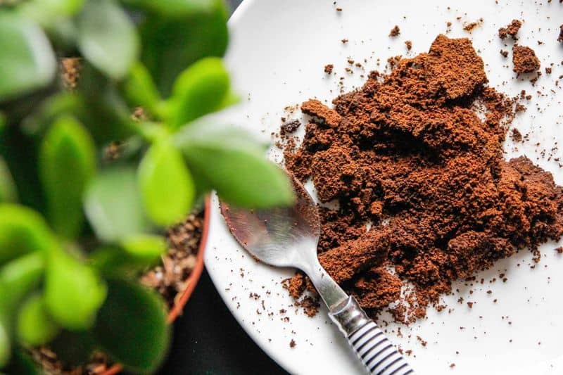 Coffee Grounds Fertilizer