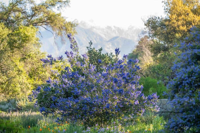 Enchanting Aromas