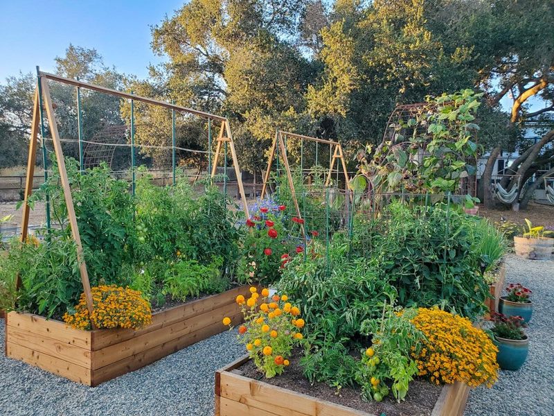 Companion Planting