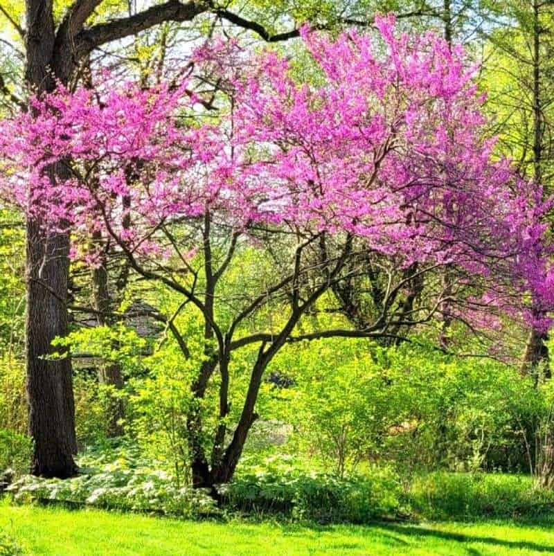 Enduring Beauty