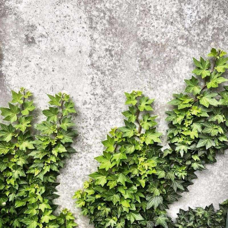 English Ivy (Hedera helix)