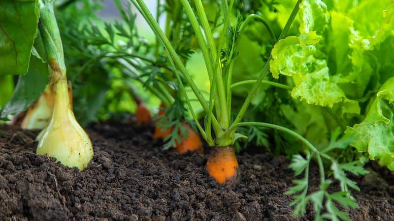 Use Companion Planting
