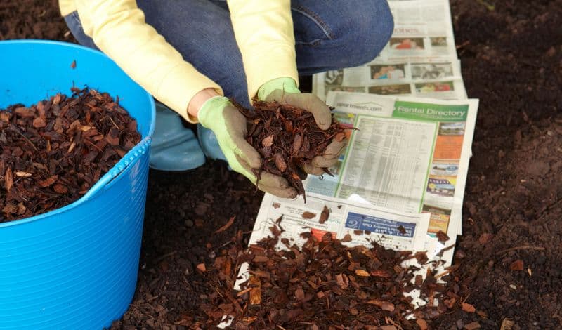 Mulching with Newspaper
