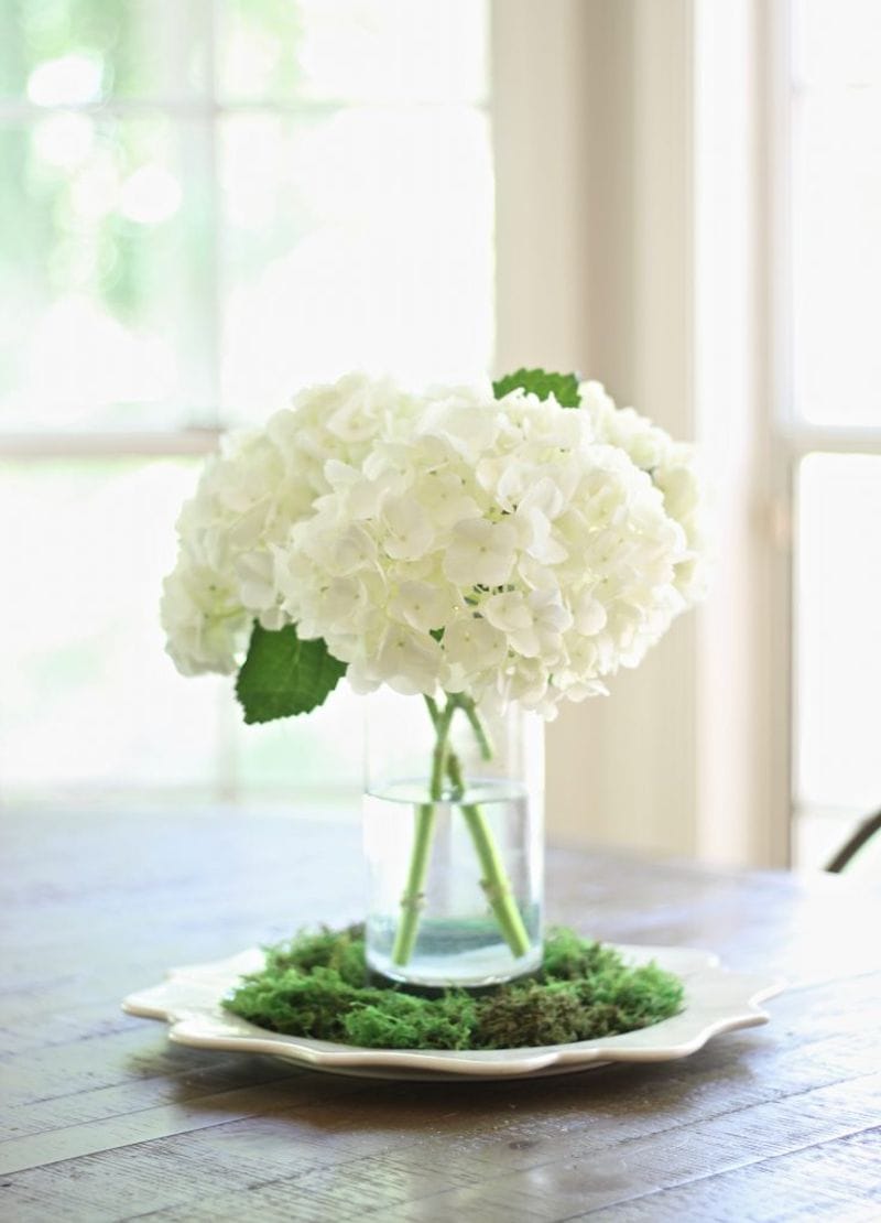 Hydrangea