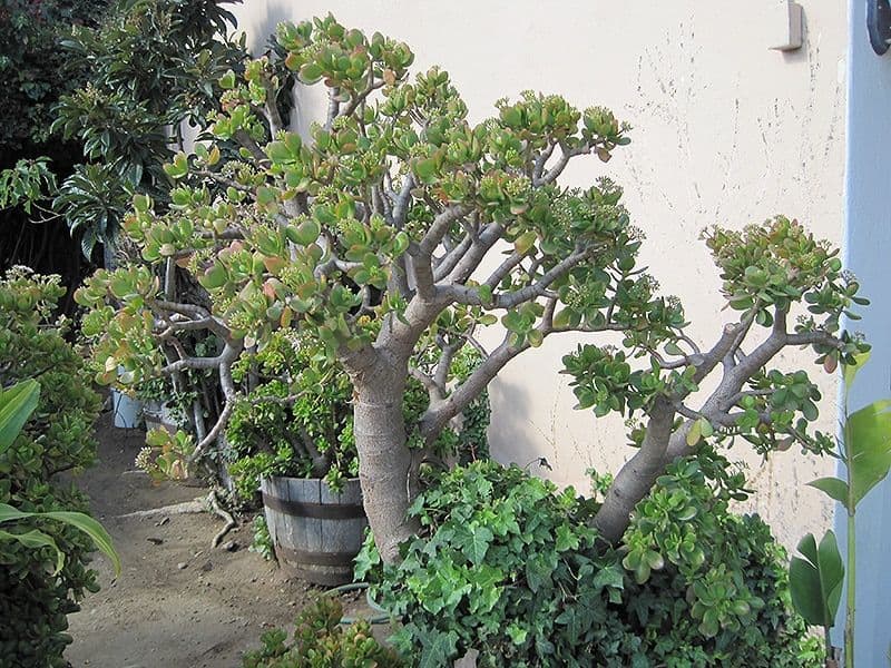 Jade Plant
