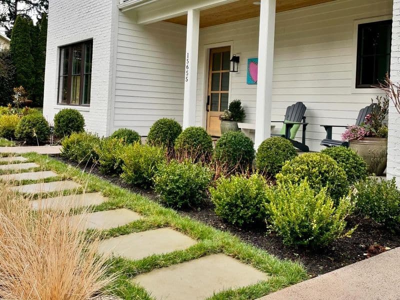 Evergreen Shrubs