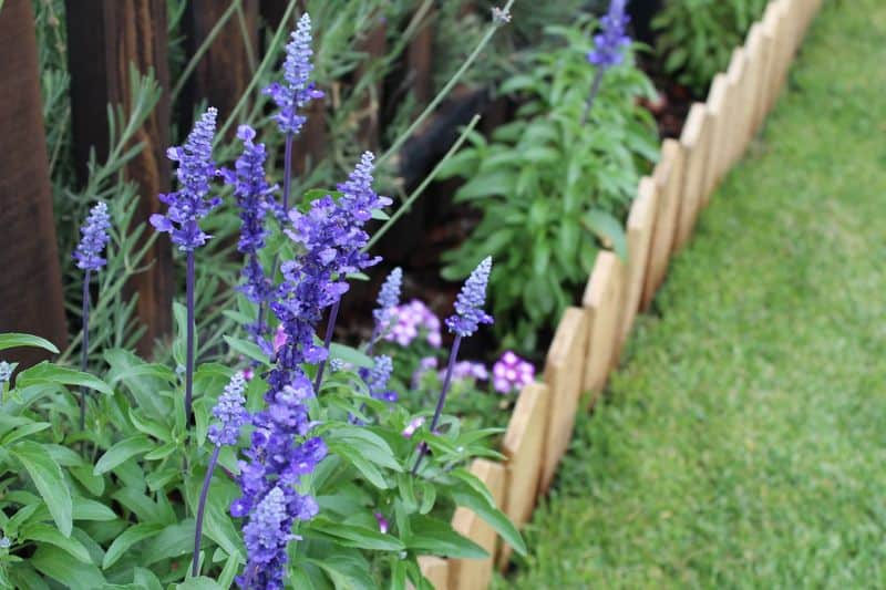 Choosing Inappropriate Plants