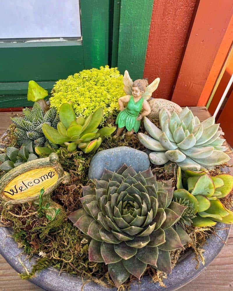Fairy Garden with Succulents