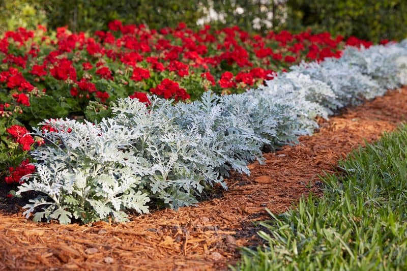 Sensory Plant Section