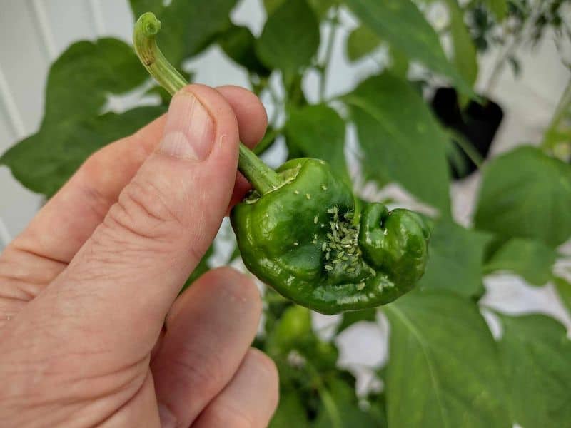 Protect from Pests