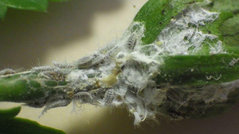 Pest and Disease Management