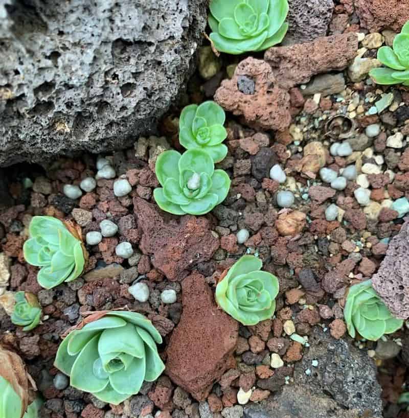 Fertilize During Growth Periods