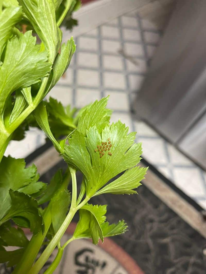 Watch for Pests