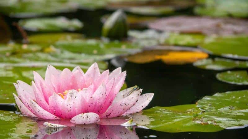 Control Pests Naturally