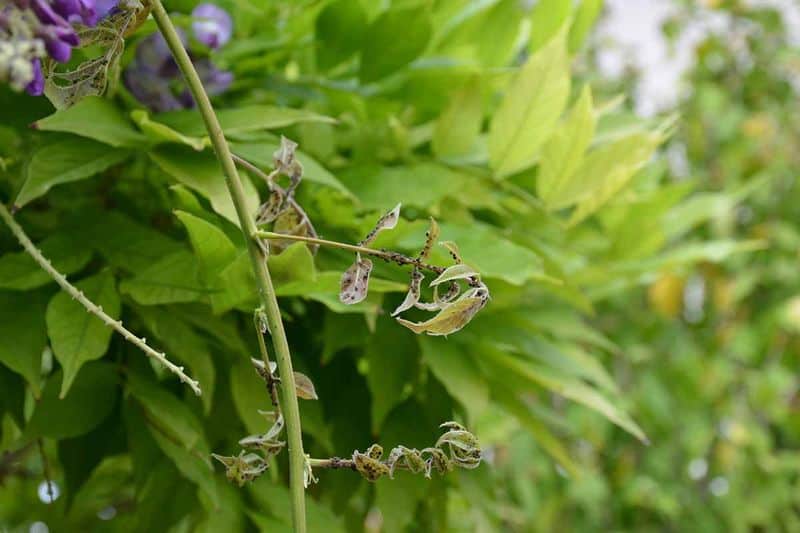 Monitor Pests and Diseases