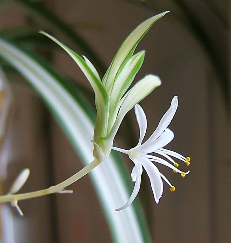 Spider Plant Propagation