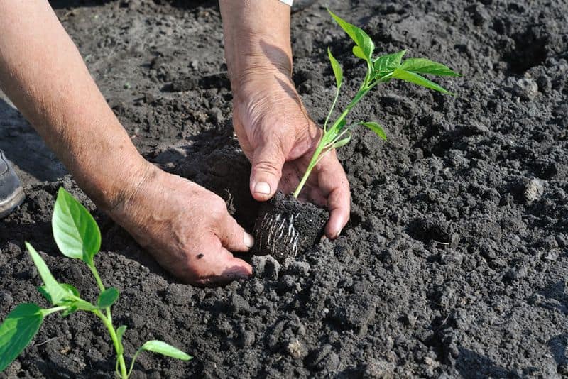 Prepare the Soil