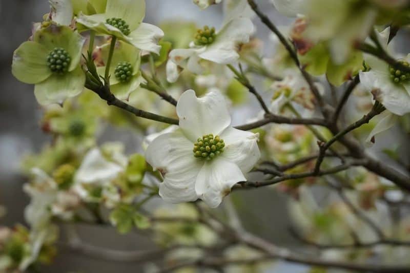 Flowering Dogwood (Cornus florida)