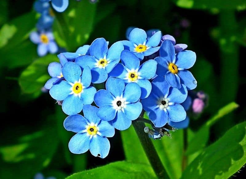 Forget-Me-Not (Myosotis spp.)