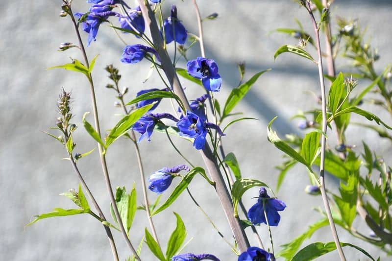 Larkspur