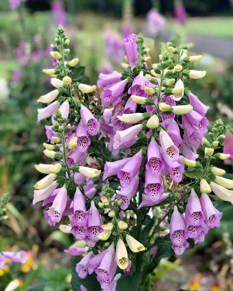 Foxglove (Digitalis purpurea)
