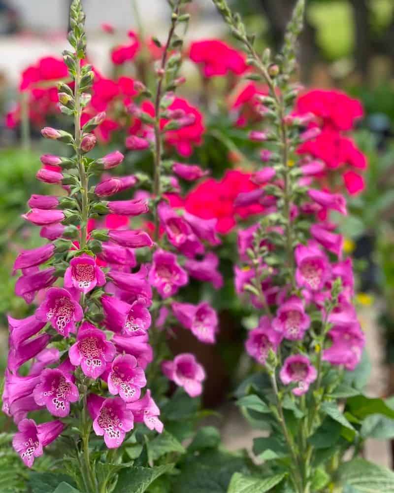 Foxglove (Digitalis purpurea)