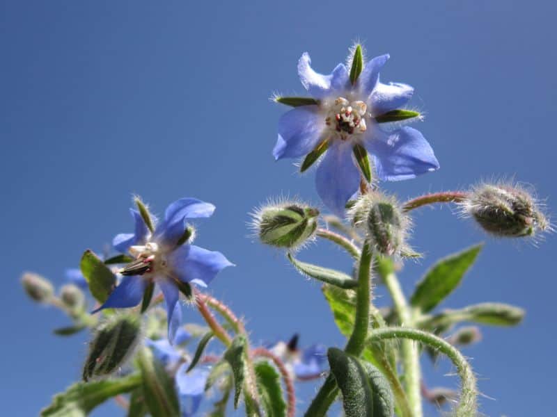 Borage