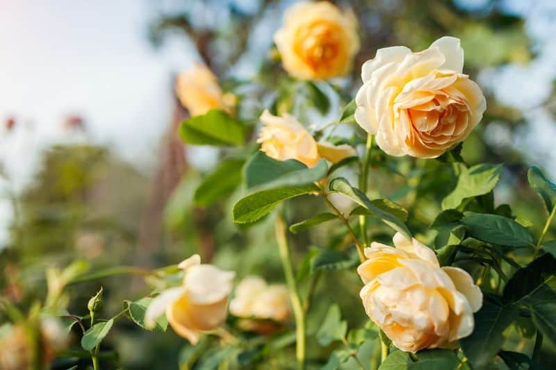 Attracts Pollinators