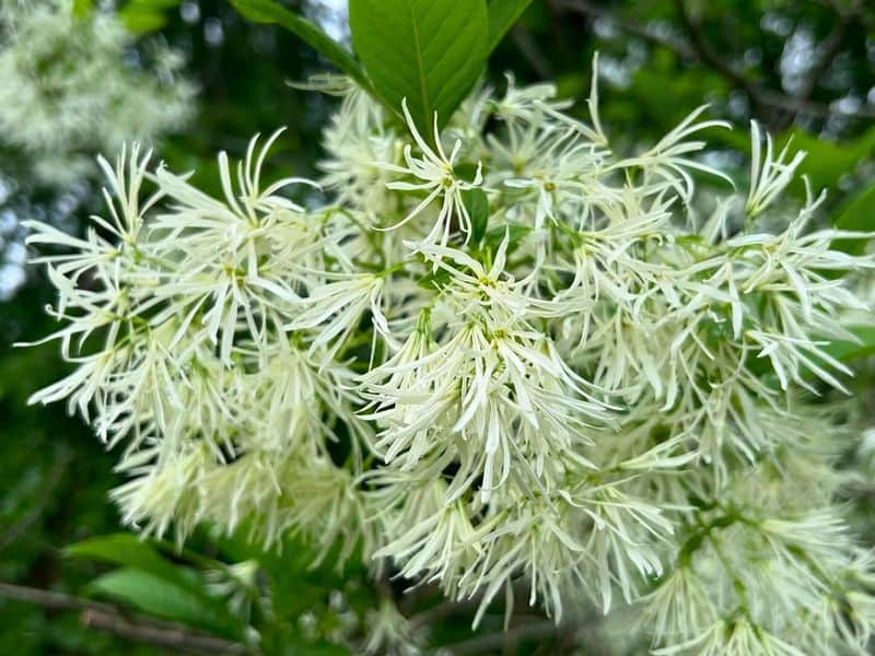 Fringe Tree (Chionanthus virginicus)