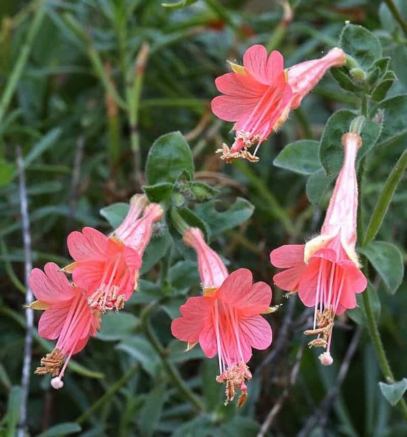 Fuchsia (Fuchsia spp.)