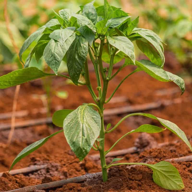 Fungal Disease Suppression