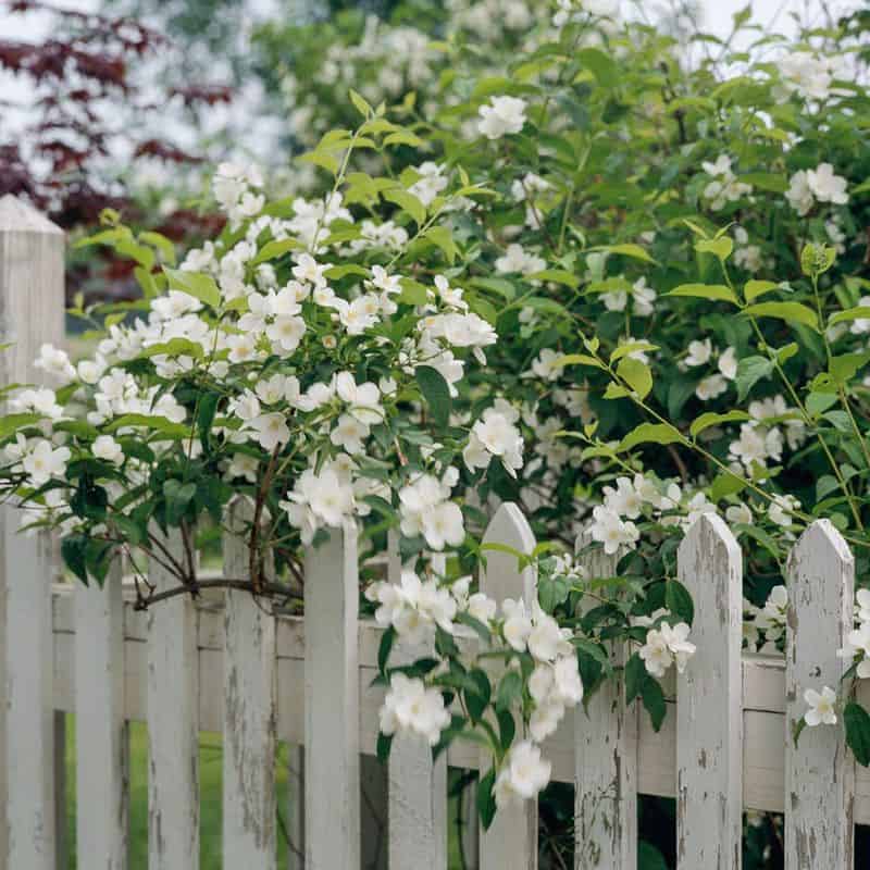 Mock Orange