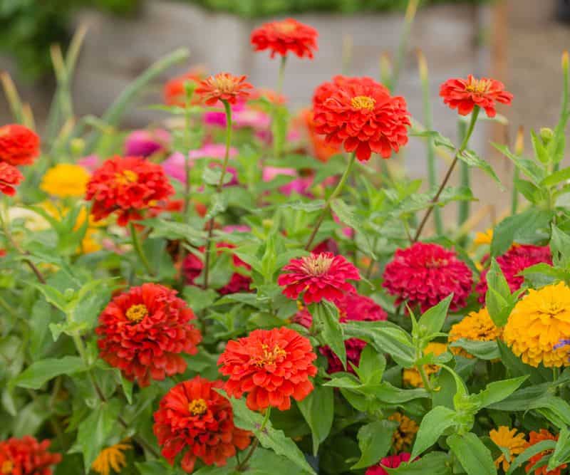 Zinnia