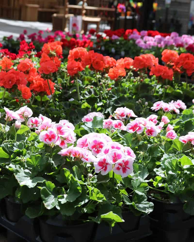 Geraniums (Pelargonium spp.)