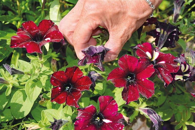 Petunias