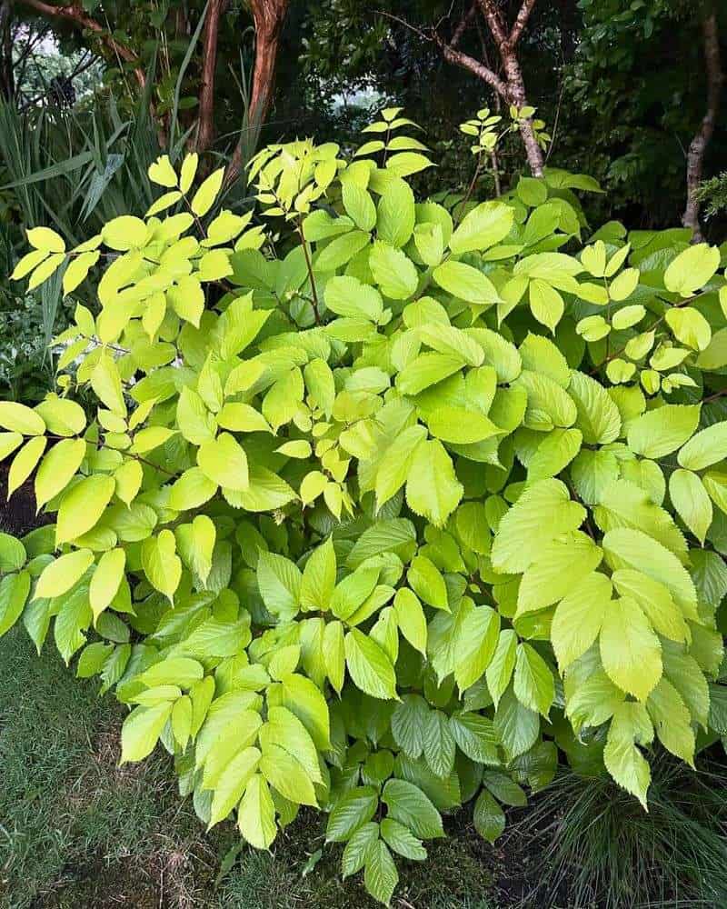 Golden Japanese Spikenard (Aralia cordata 'Sun King')